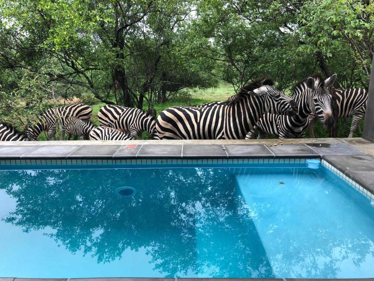 Kruger Willows Marloth Park Εξωτερικό φωτογραφία