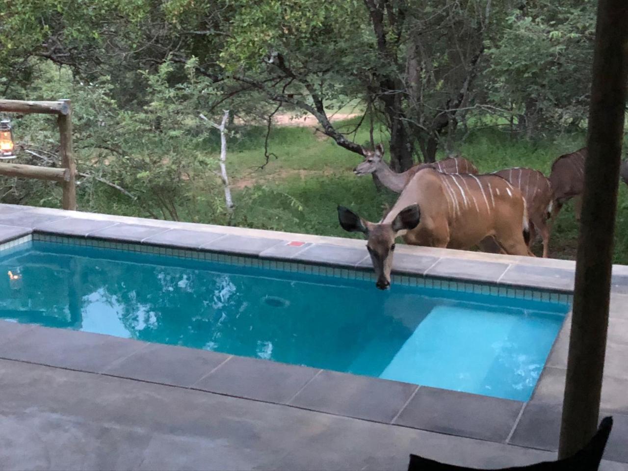 Kruger Willows Marloth Park Εξωτερικό φωτογραφία