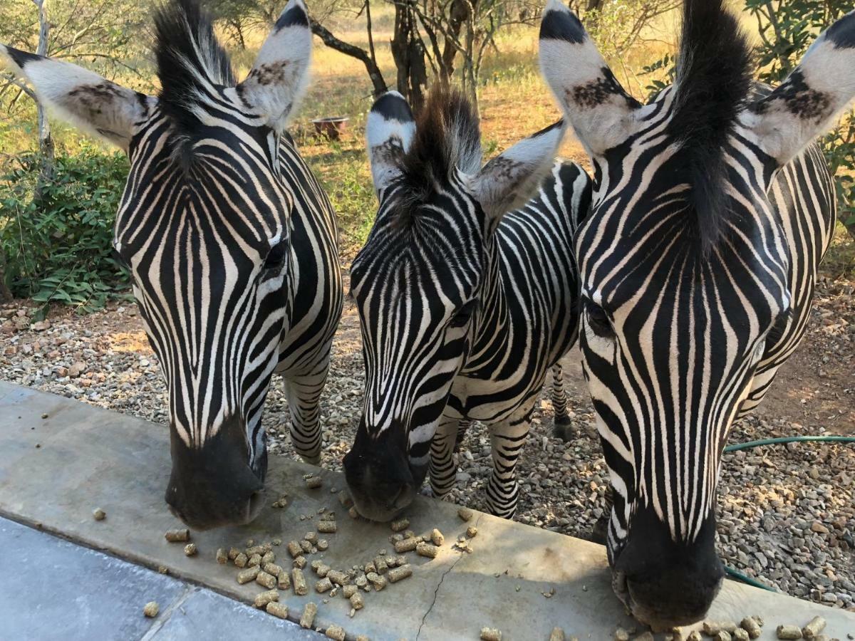 Kruger Willows Marloth Park Εξωτερικό φωτογραφία